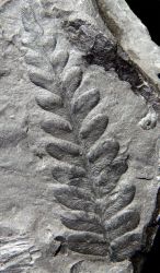 Neuropteris obliqua